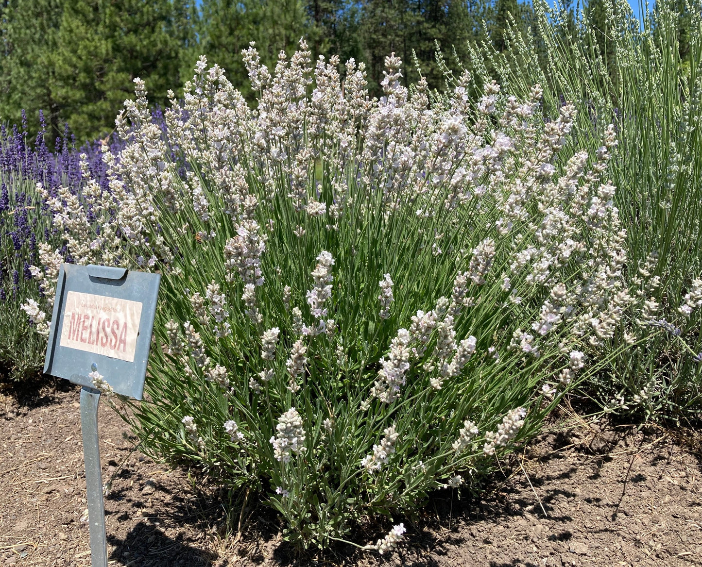 Melissa lavender in the ground