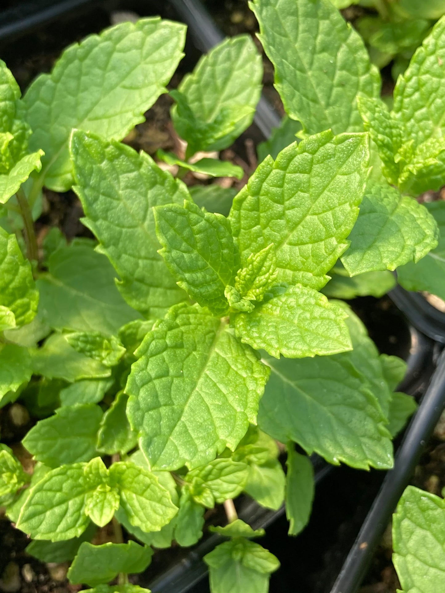 Moroccan Spearmint foliage