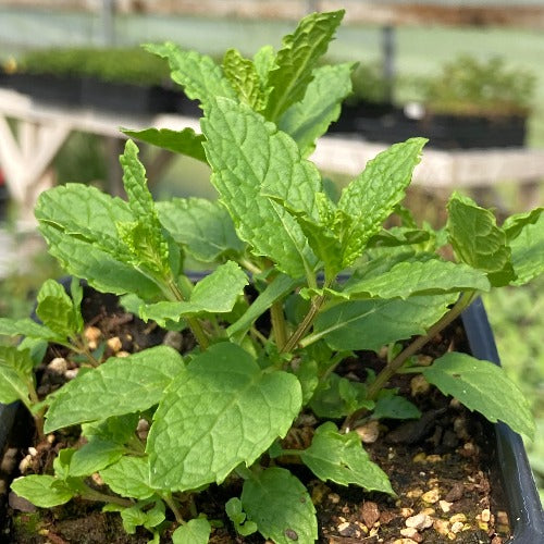 Moroccan Spearmint plant