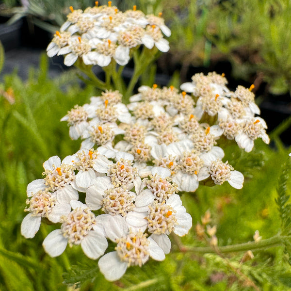 Achillea millefolium Official Yarrow white flowers in blooom