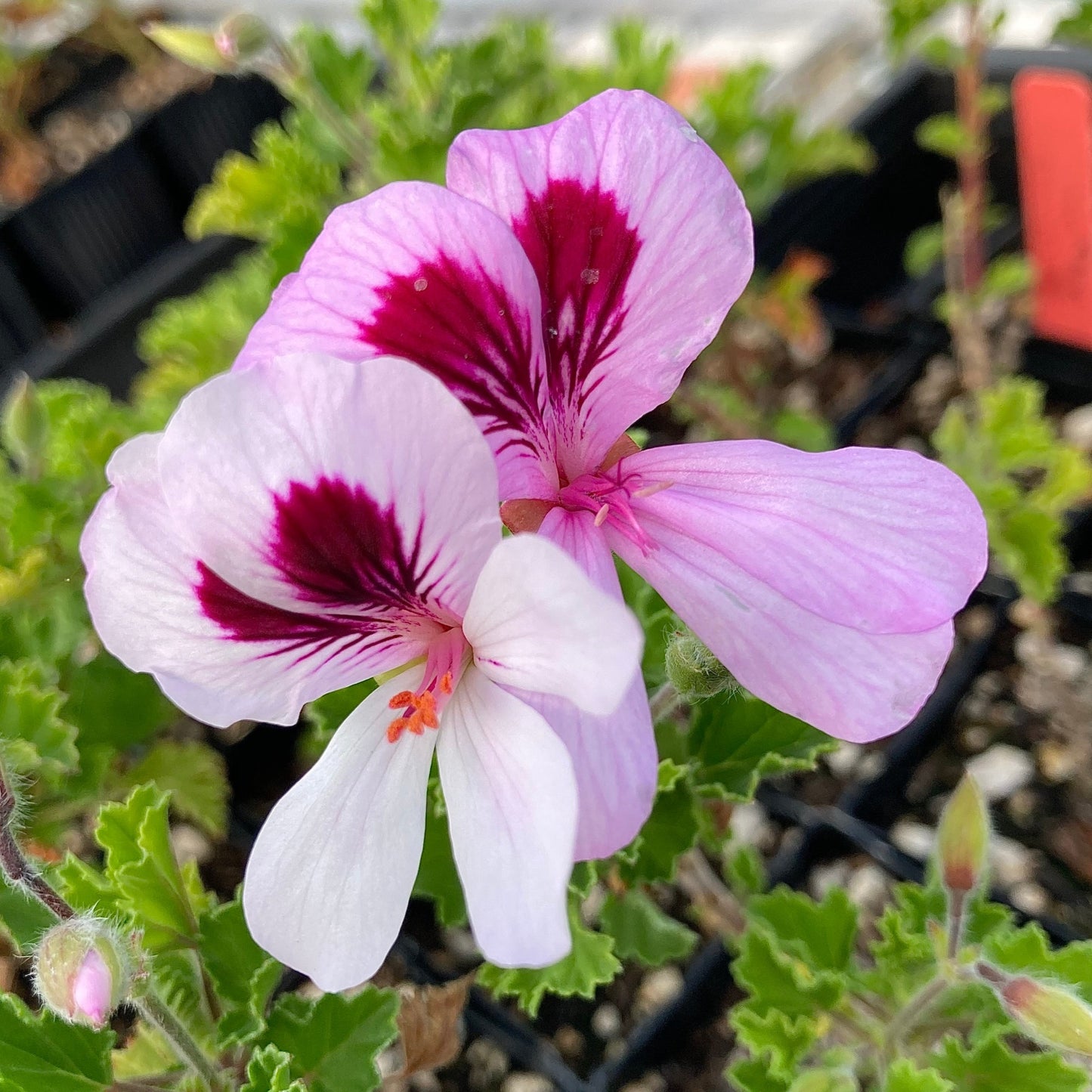 Orange scented geranium