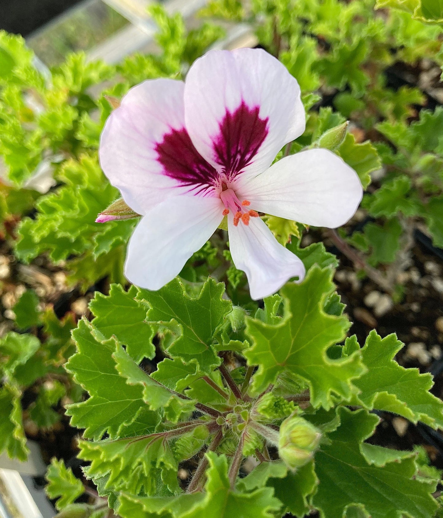 Orange Scented geranium whiter petals