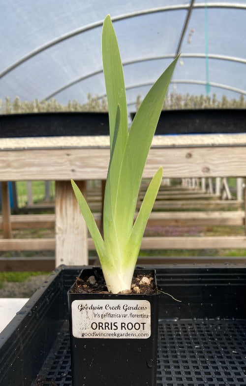 Potted Orris Root plant