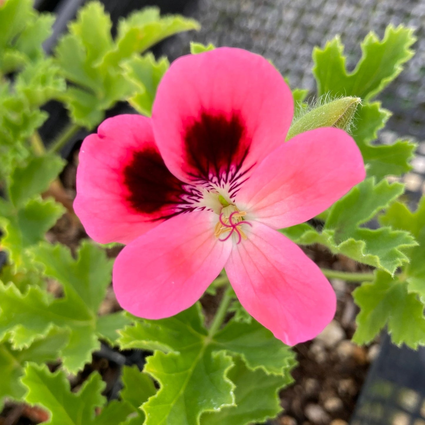 Pretty Polly scented geranium bloom