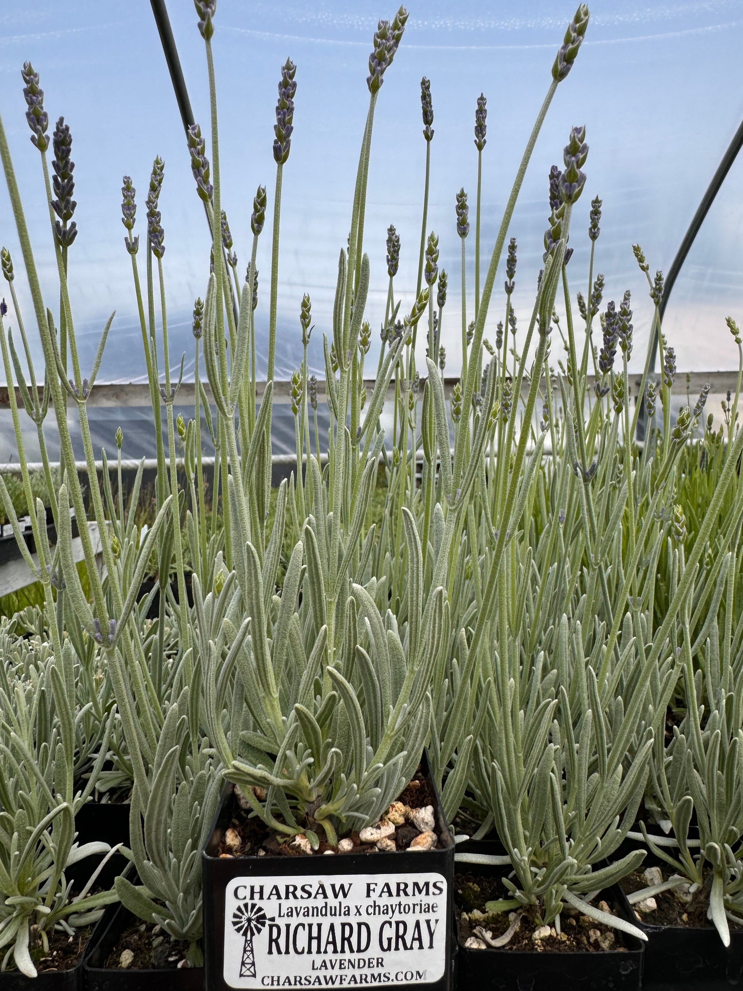 Potted Richard Gray lavender plant in standard size pot in the greenhouse at Charsaw Farms