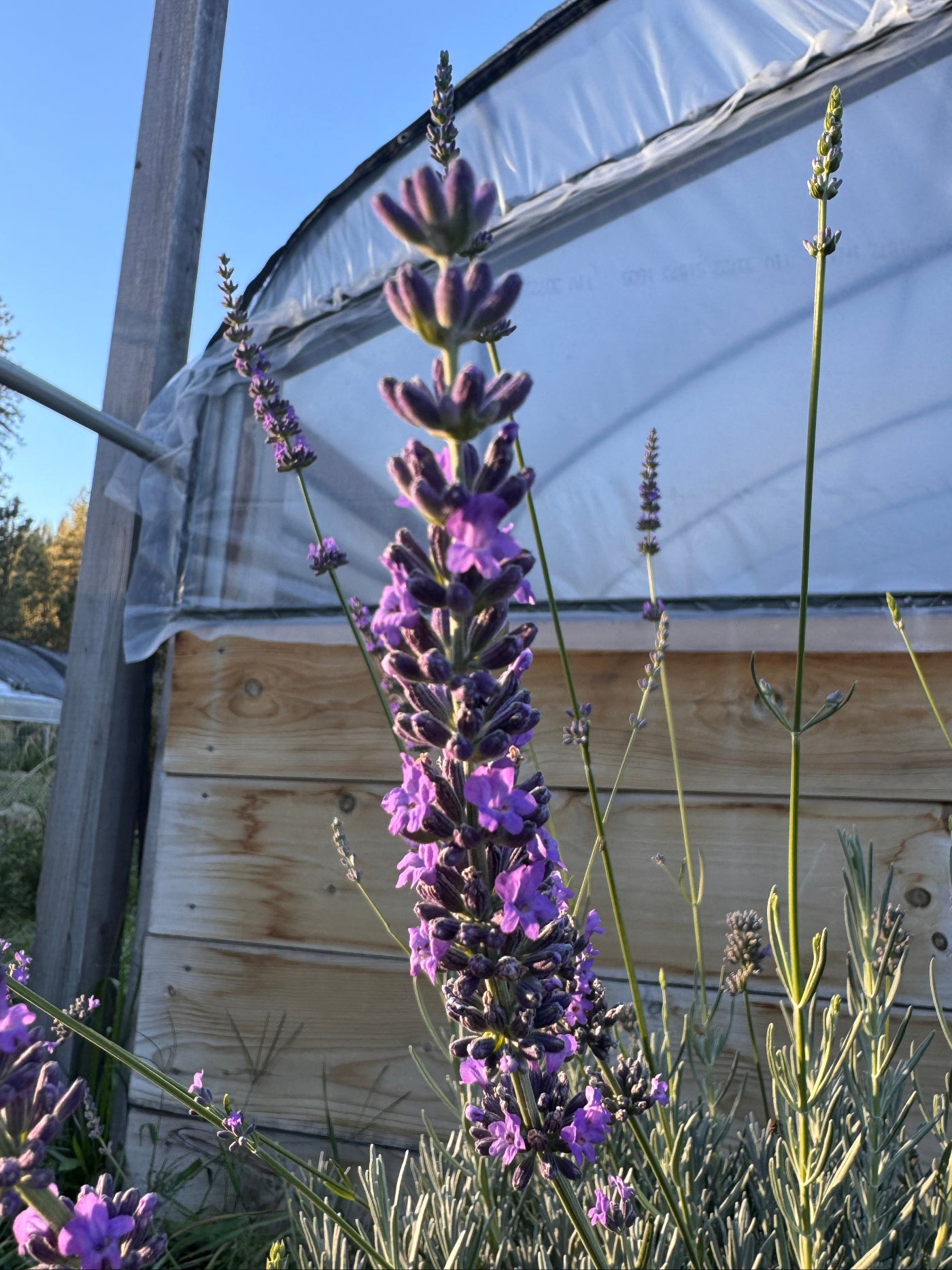 Riverina Thomas lavandin with long purple flower spikes growing in full sun