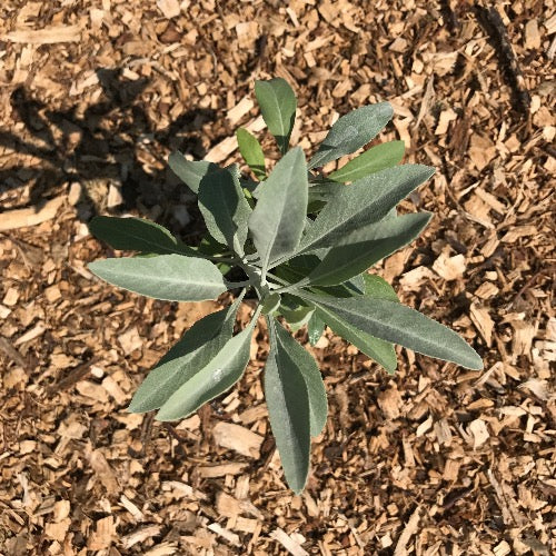white sage potted plant Salvia apiana (white sage)
