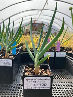 Allium cepa (Egyptian onion)