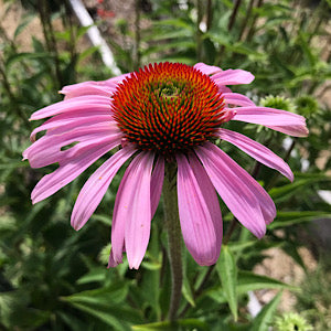 Echinacea purpurea (purple coneflower)