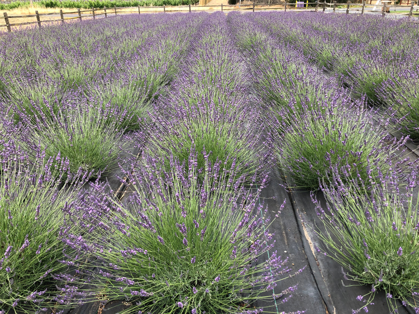 Lavender Field Photo Session