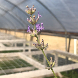 silver grey lavender plant Lavandula x intermedia 'Silver Grey' Lavender