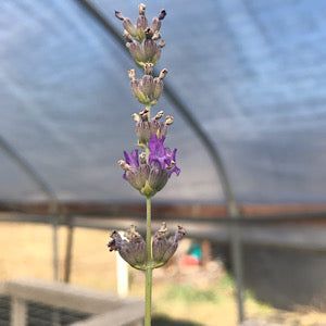 Lavandula x intermedia 'Sumian' Lavender