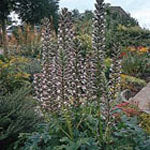 Acanthus mollis (bear's breech)