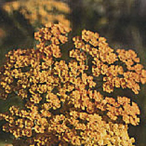 Achillea 'Terracotta' (yarrow)