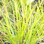 Acorus gramineus 'Ogon' (golden sweet flag)