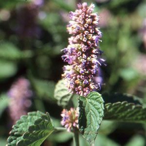 Agastache foeniculum (anise hyssop)