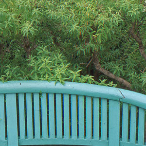 Aloysia triphylla (lemon verbena)