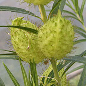 Asclepias physocarpa (swan milkwed)