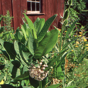 Asclepias syriaca (common milkweed)