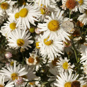 Boltonia asteroides 'Snow Bank' (boltonia)