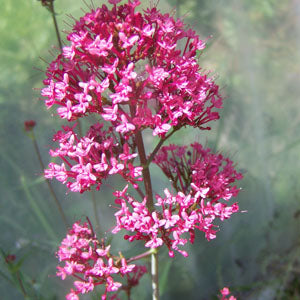 Centranthus ruber (Jupiter's beard)