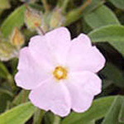 Cistus x skanbergii (rock rose)