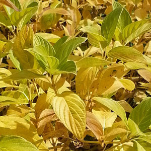 Cornus stolonifera 'Flaviramea' (yellow twig dogwood)