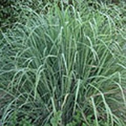 Cymbopogon citratus (lemon grass}
