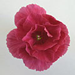 Dianthus 'Bat's Double Red'