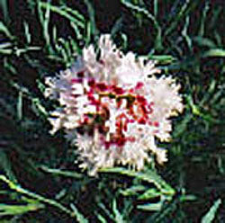 Dianthus 'Bridal Veil'