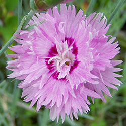 Dianthus 'Gloriosa'