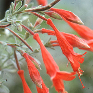 Epilobium californica 'Calistoga' (zauschneria)