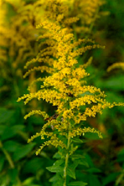Solidago gigantea (Giant Goldenrod)