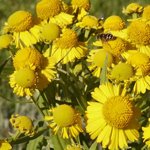 Helenium autumnale (sneezeweed)