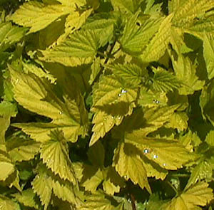 Humulus lupulus 'Aureus' (golden hops)