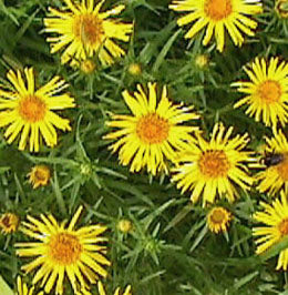 Inula ensifolia (swordleaf Inula)