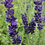 Lavandula angustifolia 'Baby Blue' Lavender
