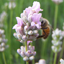 Lavandula angustifolia 'Chelsea Pink'