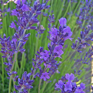 Lavandula angustifolia 'Compacta'