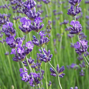 grey lavender plant Lavandula angustifolia 'Gray Lady'