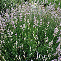 Lavandula angustifolia 'Martha Roderick' Lavender