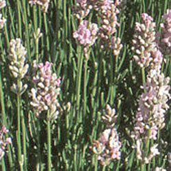 Lavandula angustifolia 'Rosea' Lavender