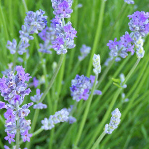 Lavandula angustifolia 'Victorian Amethyst' Lavender
