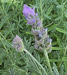Lavandula dentata var. candicans 'French Gray' Lavender