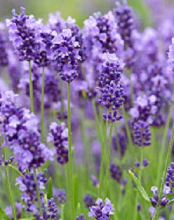 Lavandula angustifolia 'Lavenite Petite' Lavender
