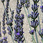 sweet lavender plant Sweet Lavender