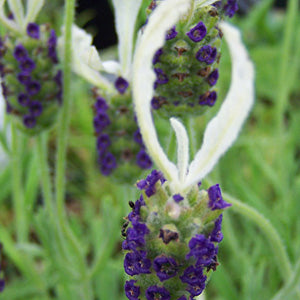 Lavandula stoechas 'Ivory Crown' (Spanish lavender)