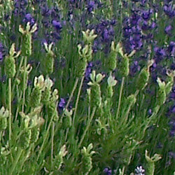 Lavandula stoechas 'Van Gogh' (spanish lavender)