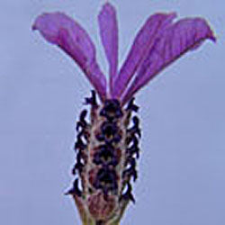 Lavandula stoechas 'Willowvale' (Spanish lavender)
