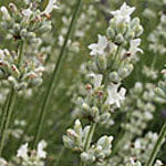 Lavandula x intermedia 'Alba' (Lavender - lavindin)